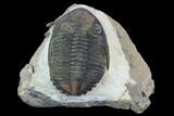 Brown Hollardops Trilobite - Foum Zguid, Morocco #125215-1